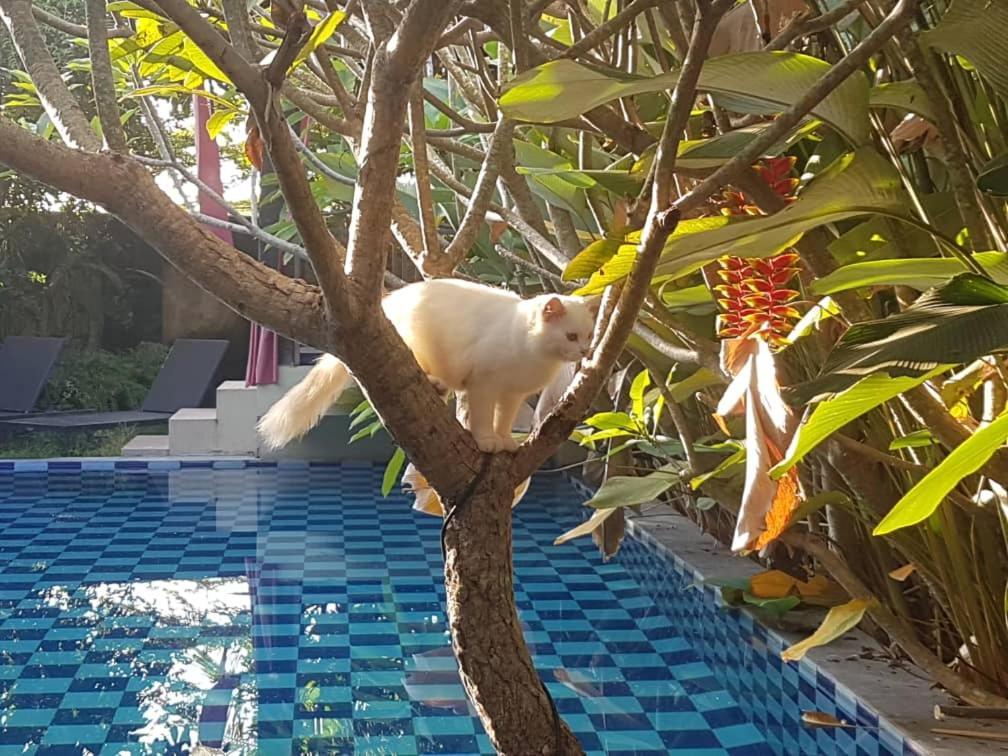 Rosseno Villa Yogyakarta Kültér fotó